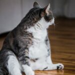 Unlocking the Mystery of Your Cat's Dangling Tummy: A Comprehensive Exploration of the Feline Primordial Pouch