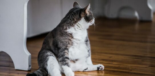 Unlocking the Mystery of Your Cat's Dangling Tummy: A Comprehensive Exploration of the Feline Primordial Pouch