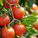 Unlocking the Secret of Success: The Science Behind Salting Your Tomato Plants