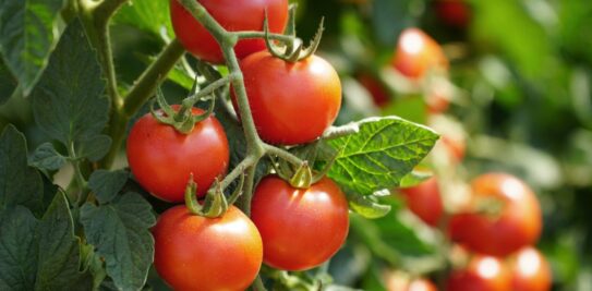 Unlocking the Secret of Success: The Science Behind Salting Your Tomato Plants