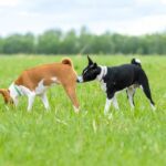 The Art and Science Behind Canine Butt Sniffing: A Comprehensive Exploration