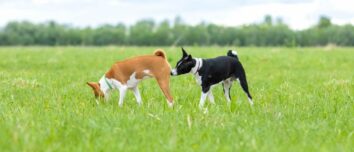 The Art and Science Behind Canine Butt Sniffing: A Comprehensive Exploration