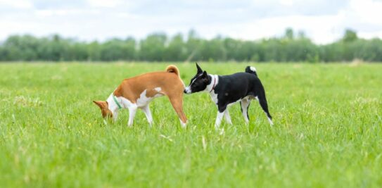 The Art and Science Behind Canine Butt Sniffing: A Comprehensive Exploration