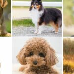 The 6 Most Obedient Dog Breeds: Your Ultimate Guide to Choosing the Perfect Canine Companion
