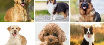 The 6 Most Obedient Dog Breeds: Your Ultimate Guide to Choosing the Perfect Canine Companion