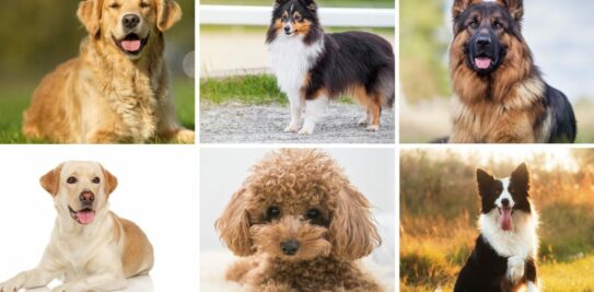 The 6 Most Obedient Dog Breeds: Your Ultimate Guide to Choosing the Perfect Canine Companion