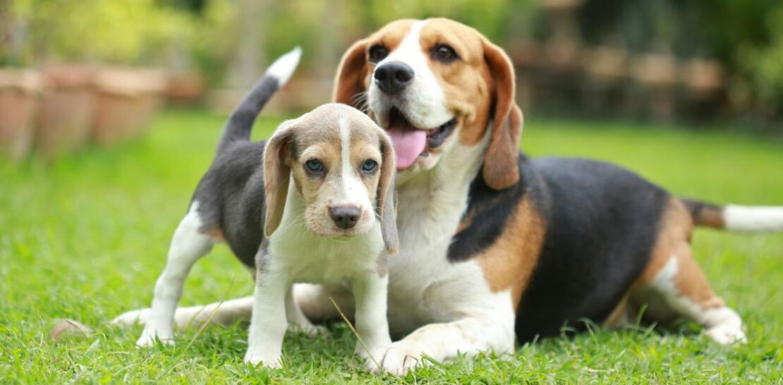 The Beagle: A Comprehensive Guide to the Spirited and Lovable Canine Companion