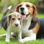 The Beagle: A Comprehensive Guide to the Spirited and Lovable Canine Companion