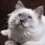 The Enchanting Breed of Sacred Burmese Cat: Exploring its Origin, Character, Diet, and Price