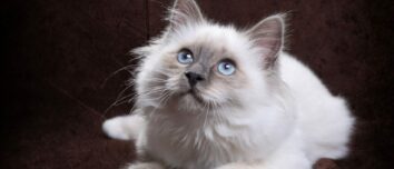 The Enchanting Breed of Sacred Burmese Cat: Exploring its Origin, Character, Diet, and Price