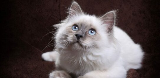 The Enchanting Breed of Sacred Burmese Cat: Exploring its Origin, Character, Diet, and Price