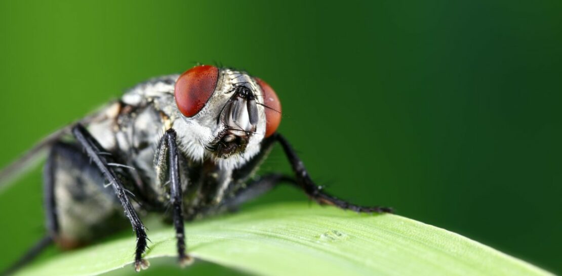 The Ultimate Guide to Banishing Flies from Your Home: Expert Tips and Tricks