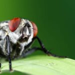The Ultimate Guide to Banishing Flies from Your Home: Expert Tips and Tricks