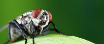 The Ultimate Guide to Banishing Flies from Your Home: Expert Tips and Tricks