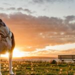 The Canine Colossus: Unveiling the World's Largest Dog