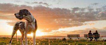 The Canine Colossus: Unveiling the World's Largest Dog