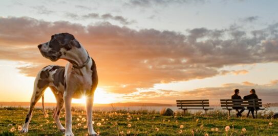 The Canine Colossus: Unveiling the World's Largest Dog