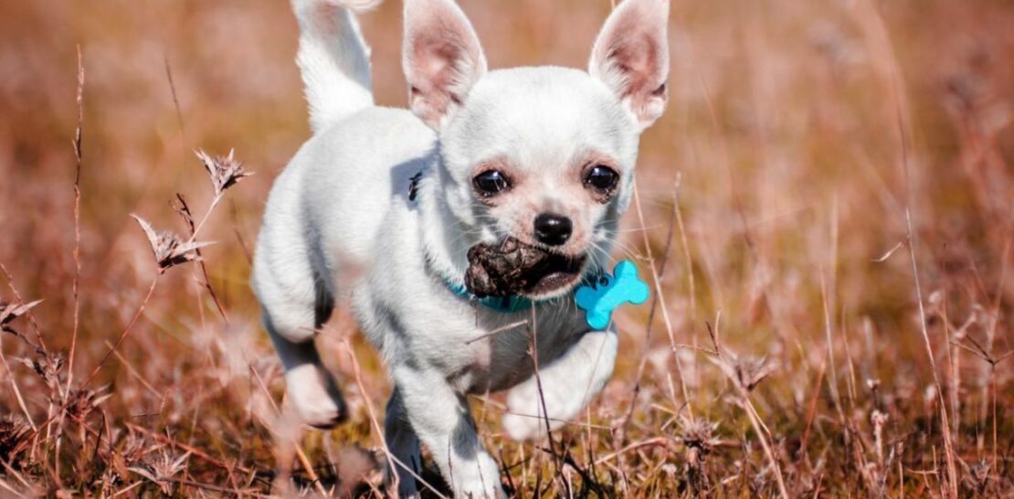 Coprophagia in Dogs: Unraveling the Mystery Behind Your Dog's Peculiar Eating Habits