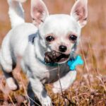 Coprophagia in Dogs: Unraveling the Mystery Behind Your Dog's Peculiar Eating Habits