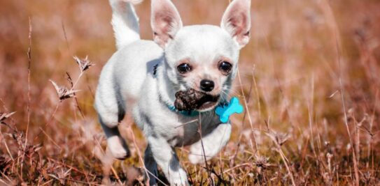 Coprophagia in Dogs: Unraveling the Mystery Behind Your Dog's Peculiar Eating Habits