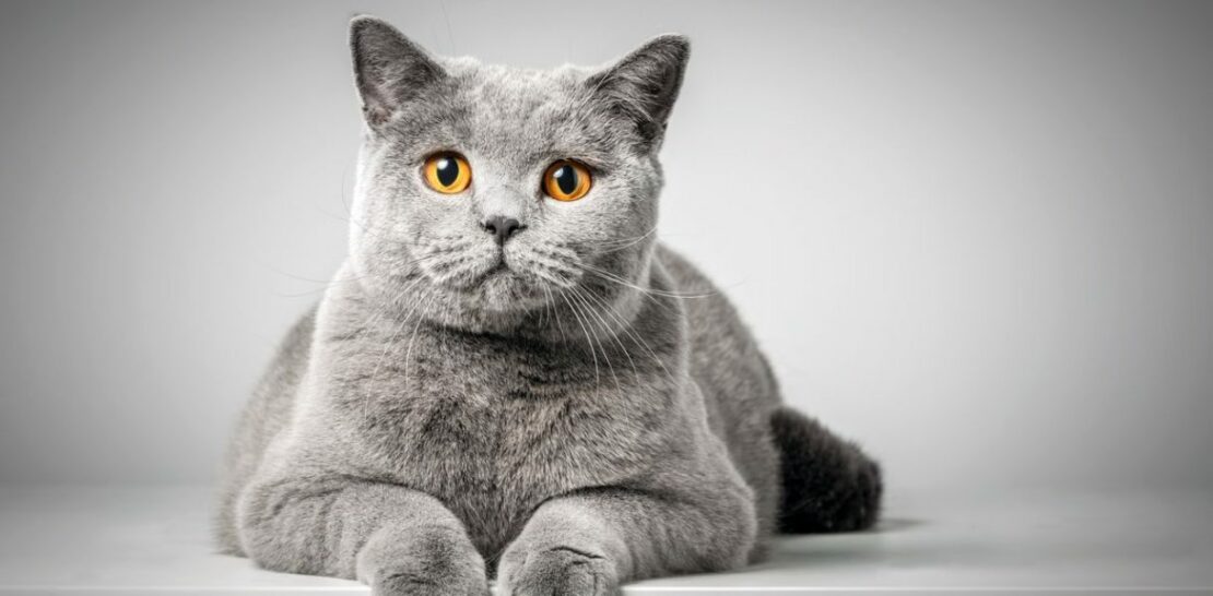The Ultimate Guide to British Shorthair Cats: All You Need to Know Before Adopting This Regal Breed