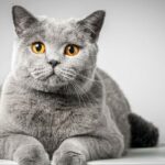 The Ultimate Guide to British Shorthair Cats: All You Need to Know Before Adopting This Regal Breed