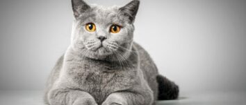 The Ultimate Guide to British Shorthair Cats: All You Need to Know Before Adopting This Regal Breed