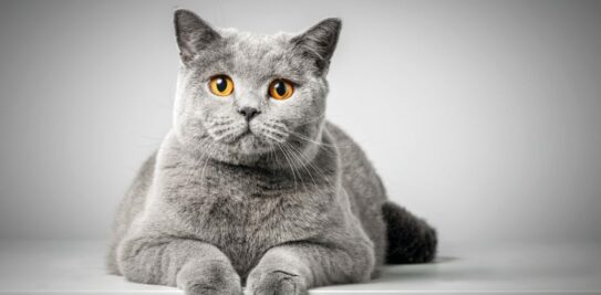 The Ultimate Guide to British Shorthair Cats: All You Need to Know Before Adopting This Regal Breed