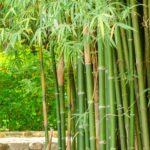 Eliminating Invasive Bamboo: Mastering Foolproof Techniques for a Pristine Garden