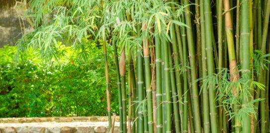 Eliminating Invasive Bamboo: Mastering Foolproof Techniques for a Pristine Garden