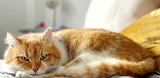 Unraveling the Feline Enigma: Delving into the Reasons Why Cats Pee on Beds