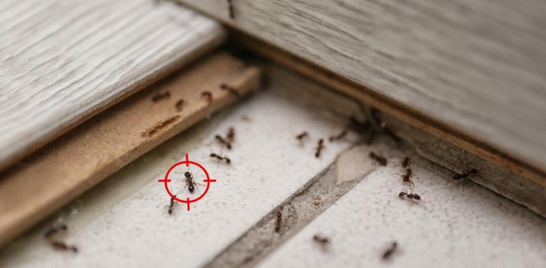 Outsmarting Ants with Natural Solutions: 7 remarkable tips to keep your home ant-free
