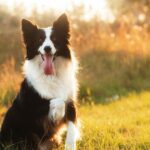 Border Collie: The Ultimate Guide to the Remarkable Breed