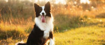 Border Collie: The Ultimate Guide to the Remarkable Breed