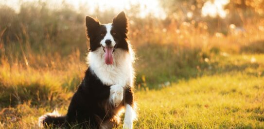 Border Collie: The Ultimate Guide to the Remarkable Breed