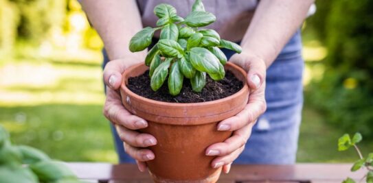 Mastering the Art of Basil Bliss: A Comprehensive Guide to Growing Basil in Pots