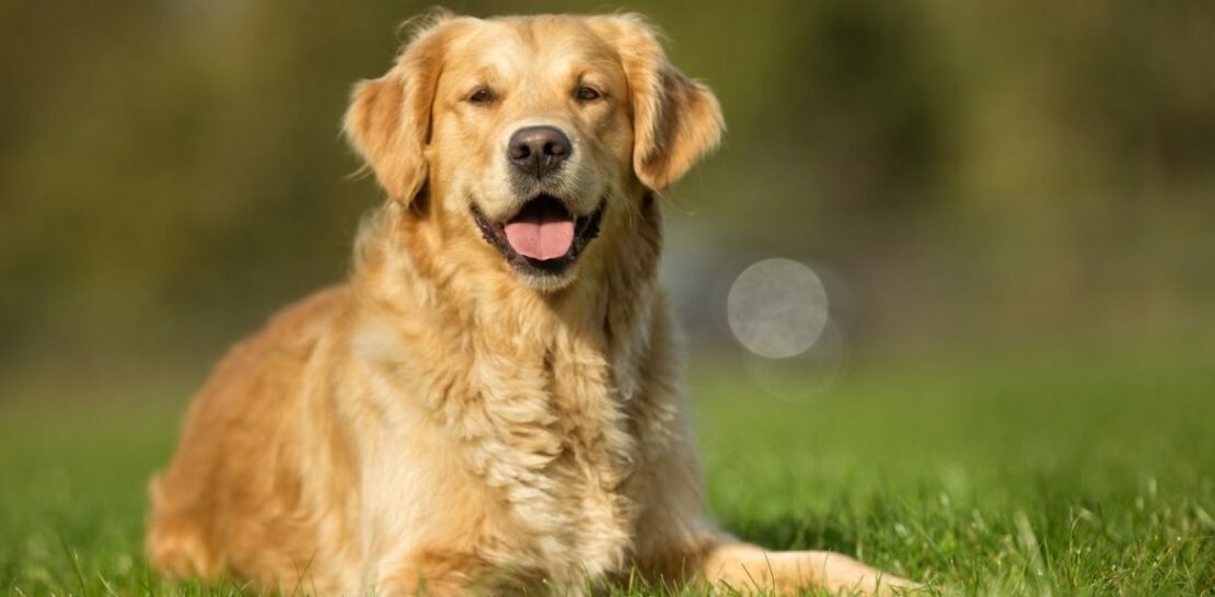 The Golden Retriever: A Comprehensive Guide to France's Most Beloved Dog Breed