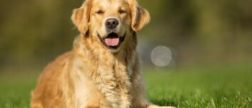 The Golden Retriever: A Comprehensive Guide to France's Most Beloved Dog Breed