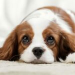 The Elegant and Regal World of the Cavalier King Charles Spaniel