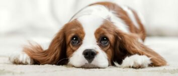 The Elegant and Regal World of the Cavalier King Charles Spaniel