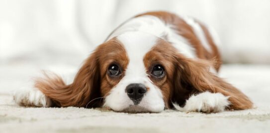 The Elegant and Regal World of the Cavalier King Charles Spaniel
