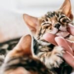 The Feline Phenomenon: How Cats Enrich Our Lives and Improve Our Health