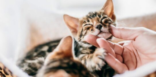The Feline Phenomenon: How Cats Enrich Our Lives and Improve Our Health