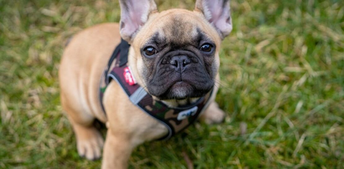 The French Bulldog: A Delightful Bundle of Energy and Charm