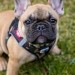 The French Bulldog: A Delightful Bundle of Energy and Charm