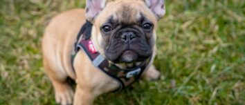 The French Bulldog: A Delightful Bundle of Energy and Charm