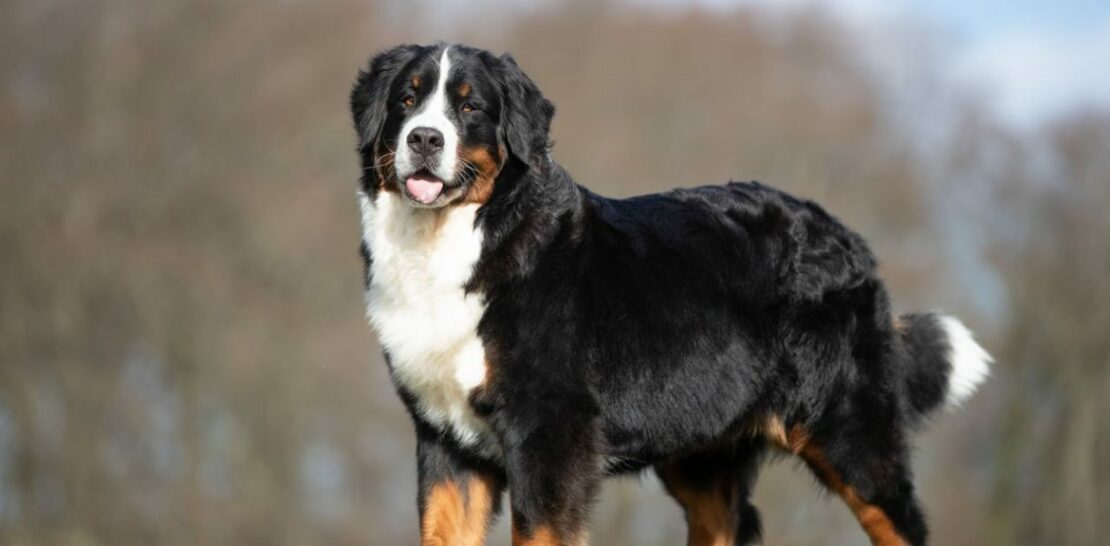 Unleashing the Bernese Mountain Dog: Character, Health, Education, and More!