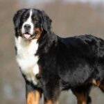 Unleashing the Bernese Mountain Dog: Character, Health, Education, and More!