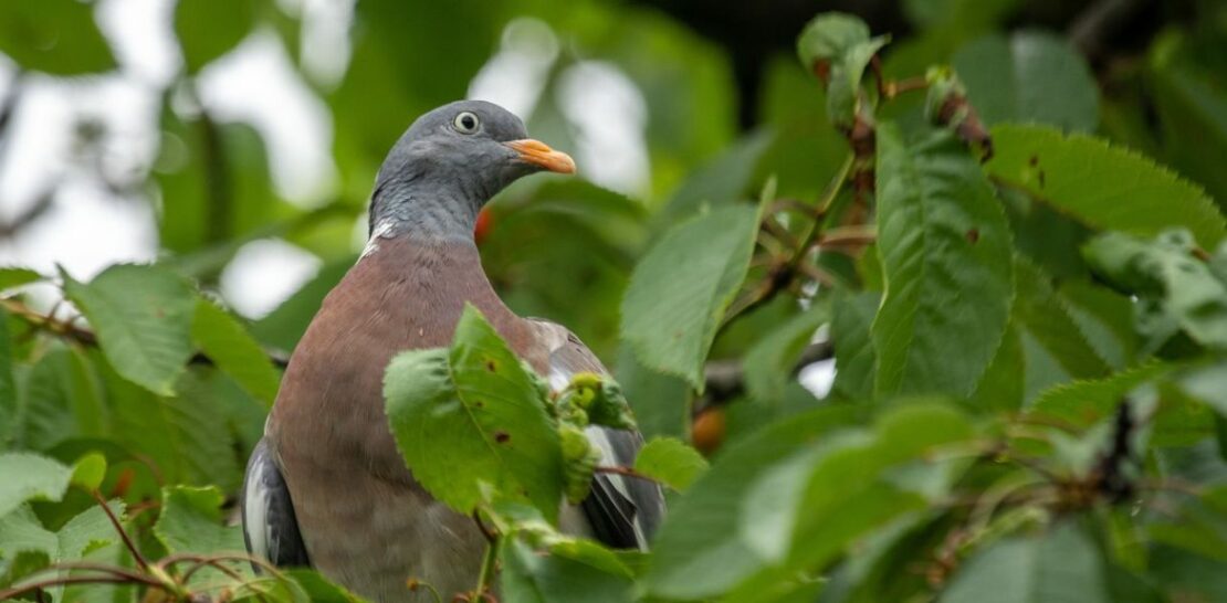 Outsmarting Pigeons: 5 Ingenious Solutions to Keep Your Garden Pigeon-Free