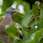Outsmarting Pigeons: 5 Ingenious Solutions to Keep Your Garden Pigeon-Free